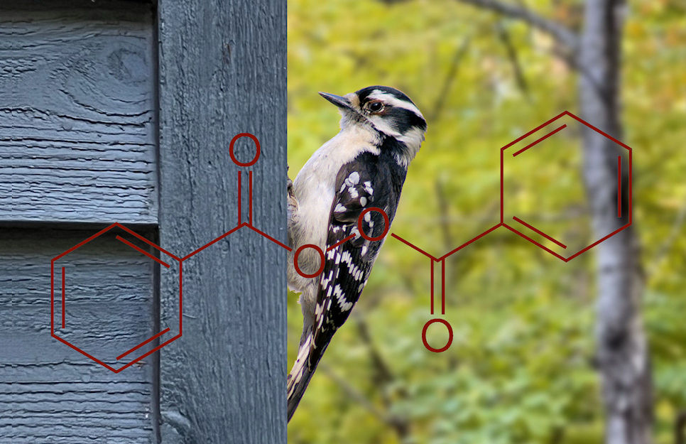 Downy woodpecker under benzoyl peroxide
